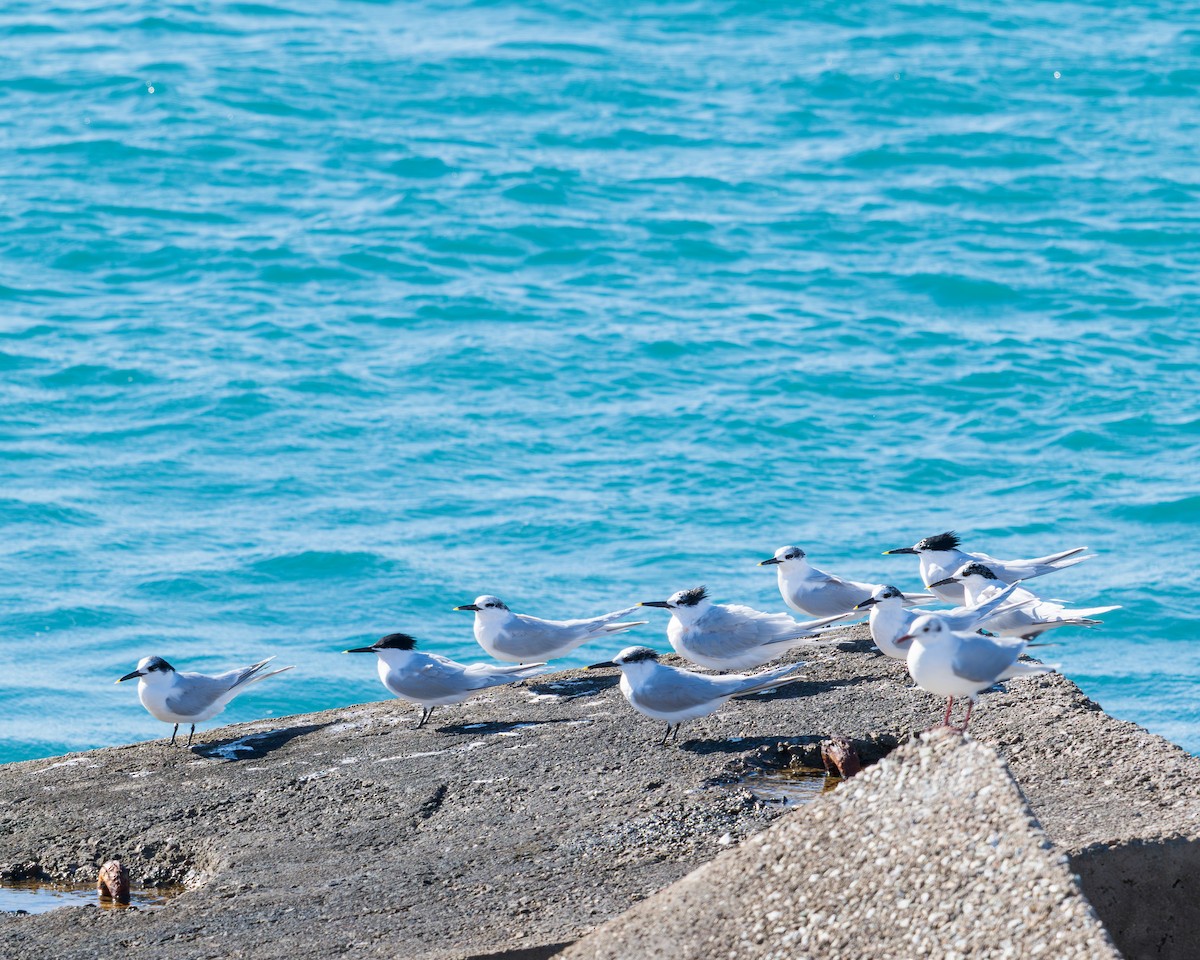 Beccapesci - ML650881596