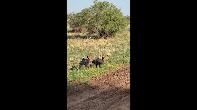 rødmaskehornravn - ML650881667