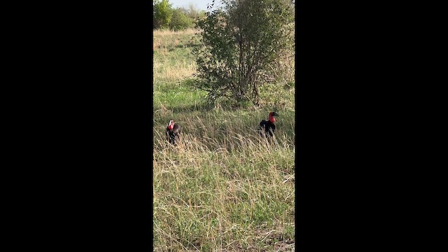 rødmaskehornravn - ML650881668