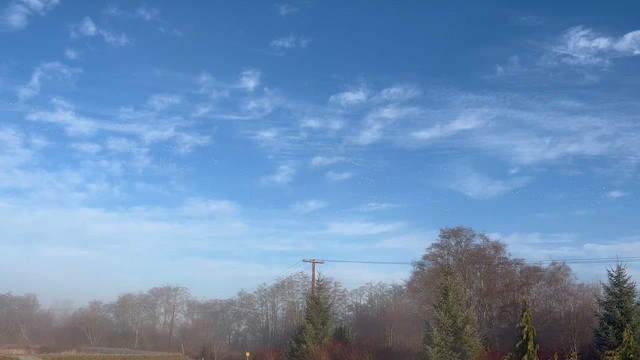 snøgås - ML650881688