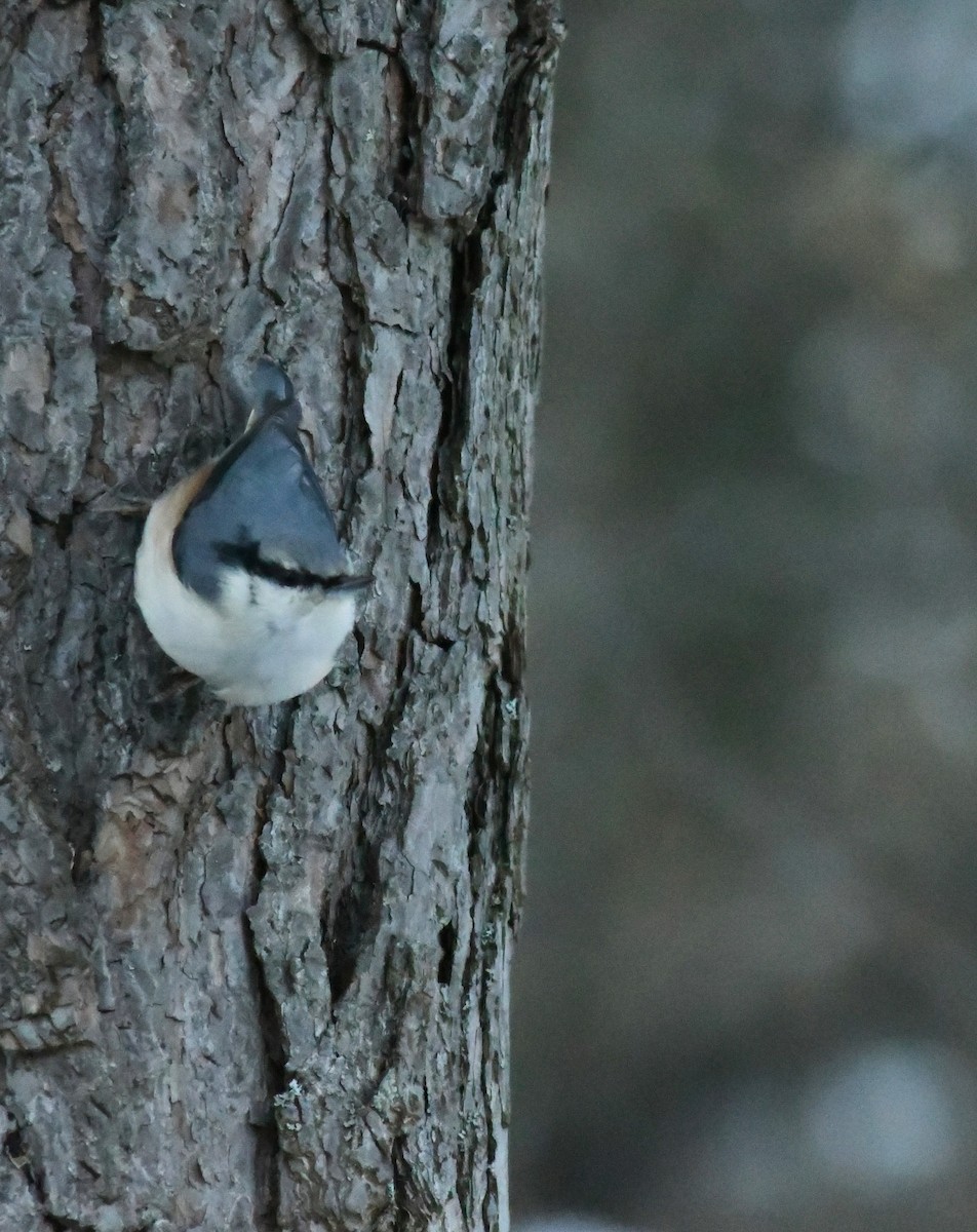 Eurasian Nuthatch - ML650881702