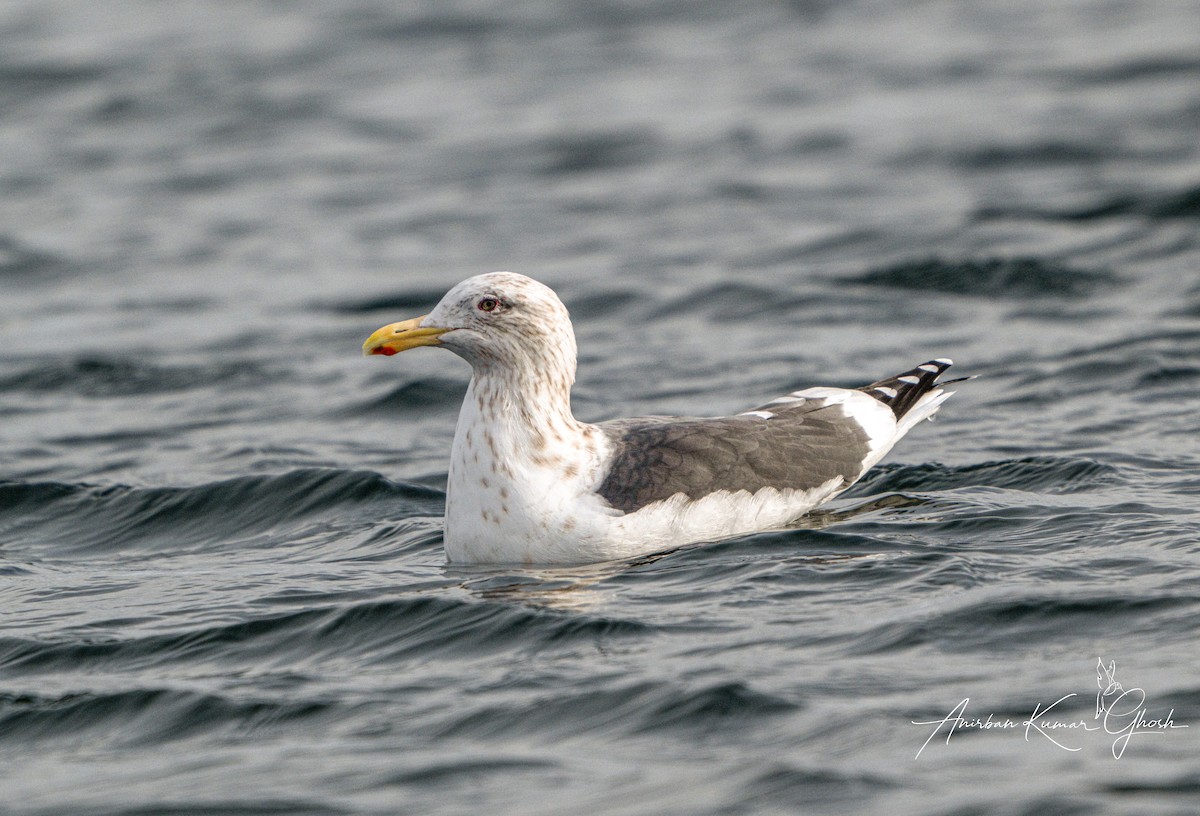 Slaty-backed Gull - ML650882137