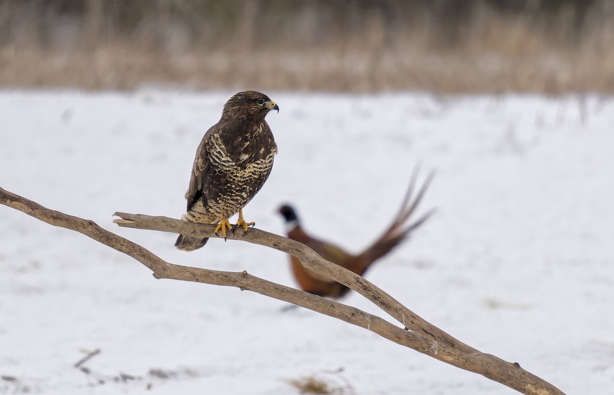 Buse variable - ML650882201