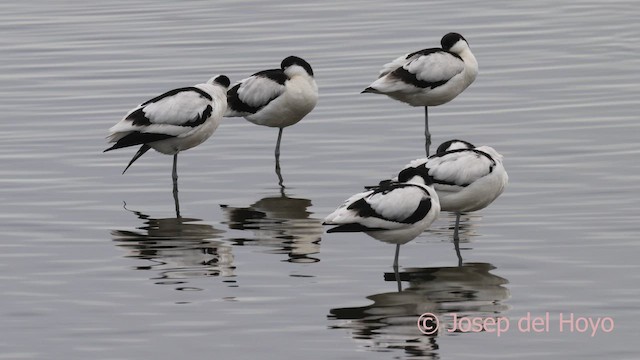 avosett - ML650882322