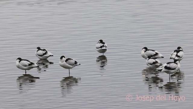 avosett - ML650882682