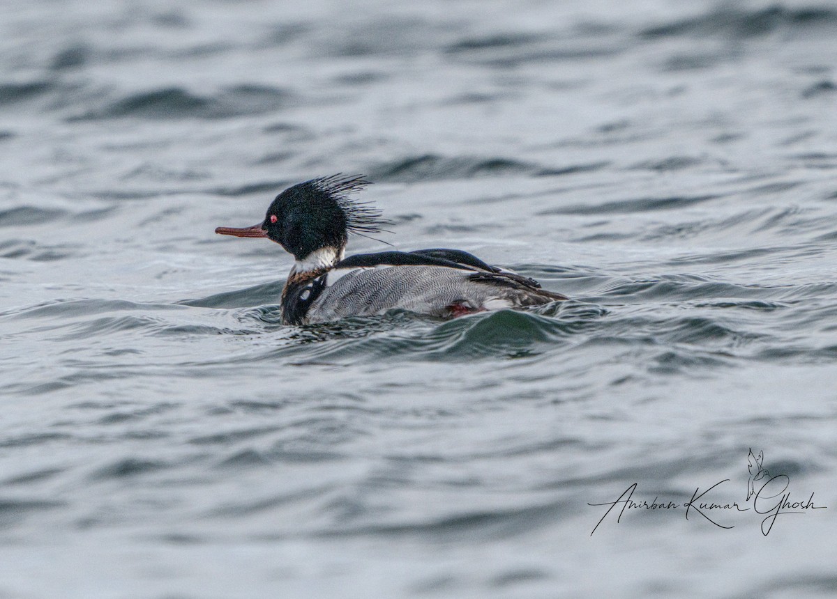 Сэвгэр бохио - ML650882752