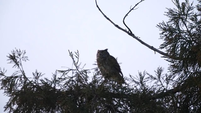 amerikahubro - ML650883123