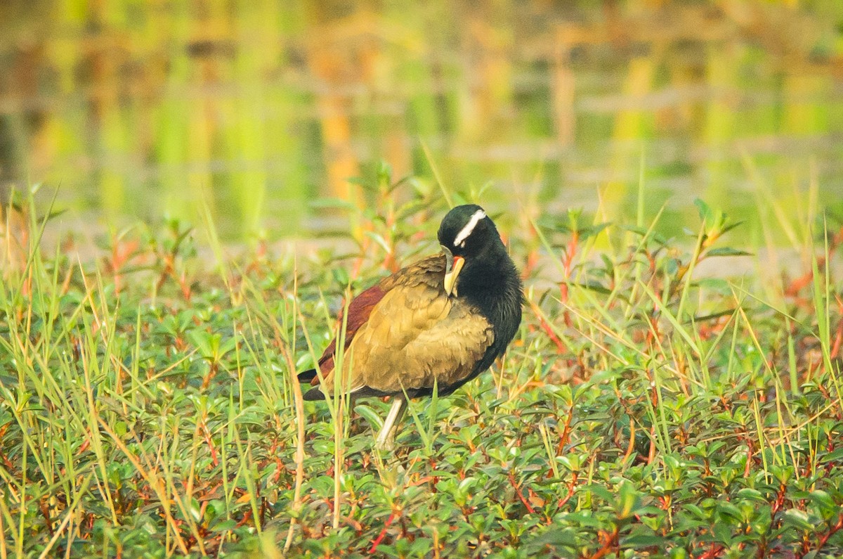 Jakana bekainzuria - ML650883382