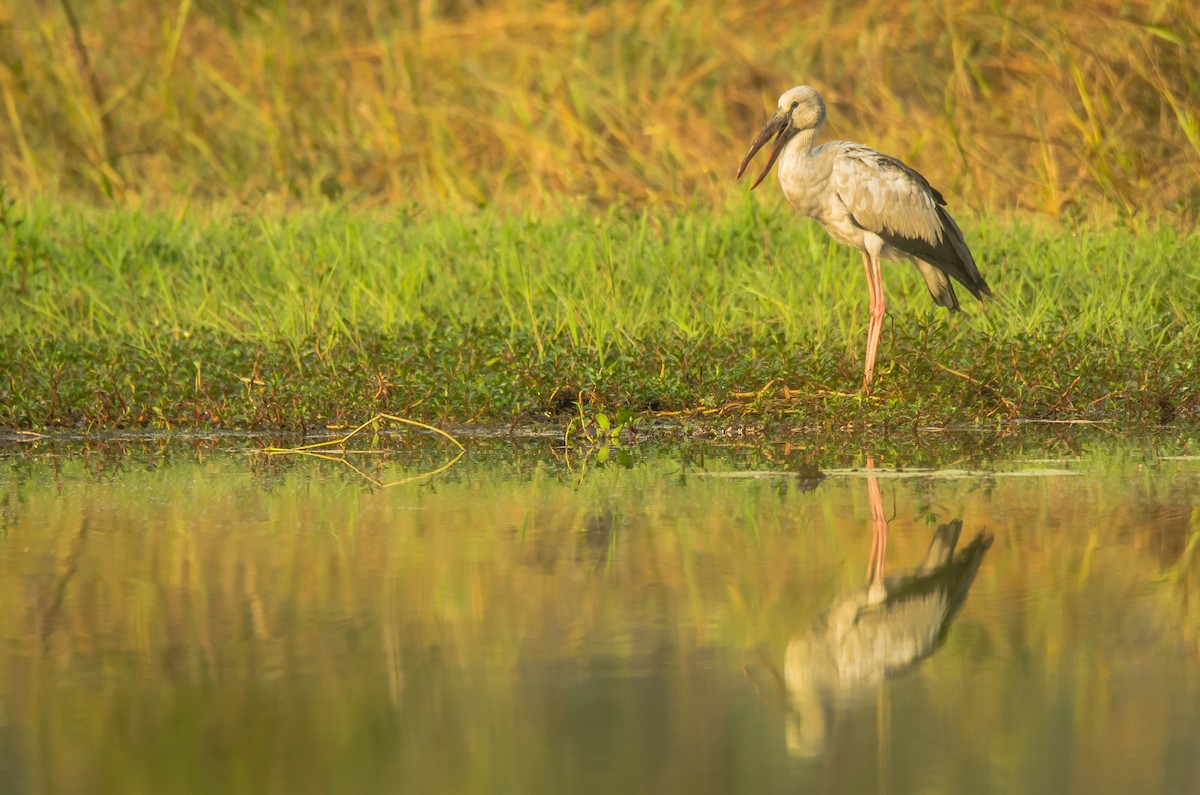 Matxardamoko zuria - ML650883391