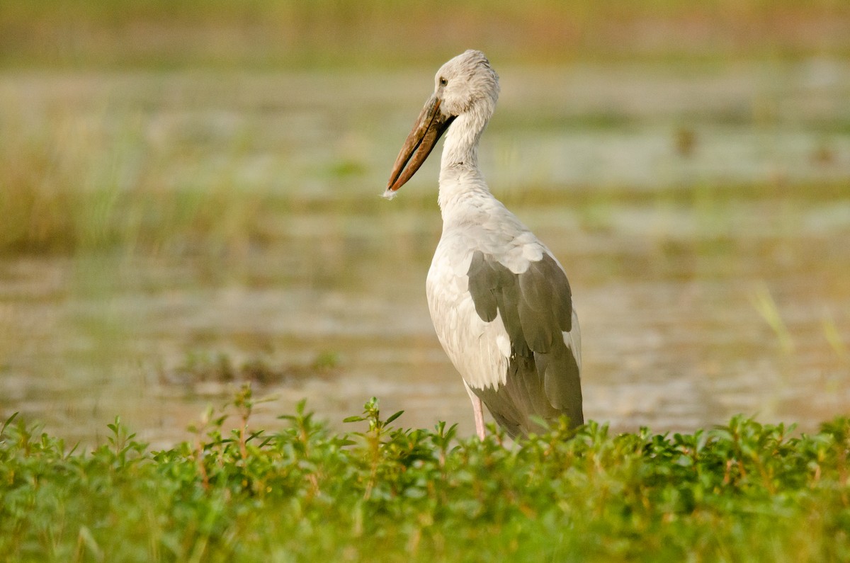 Matxardamoko zuria - ML650883394