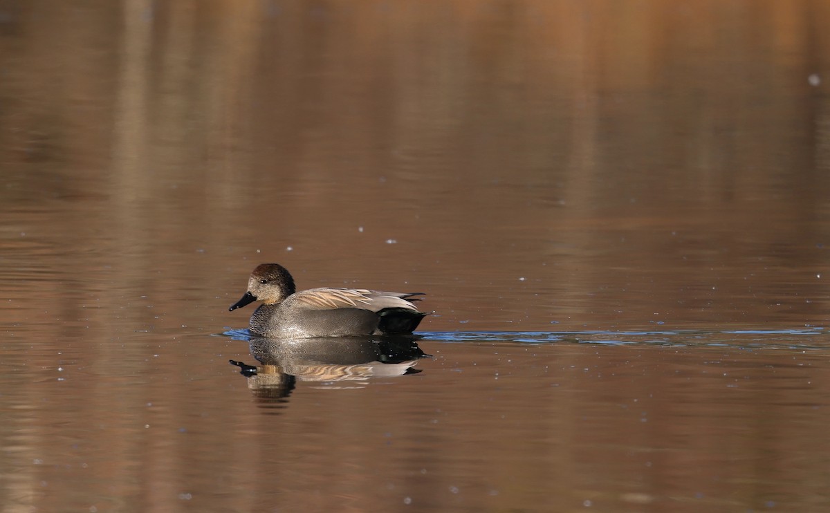 Canapiglia - ML650883397