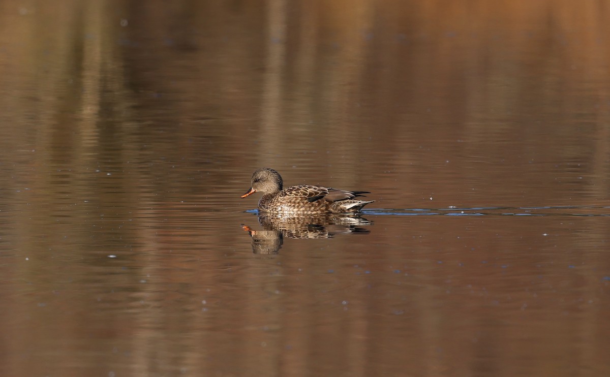 Canapiglia - ML650883398