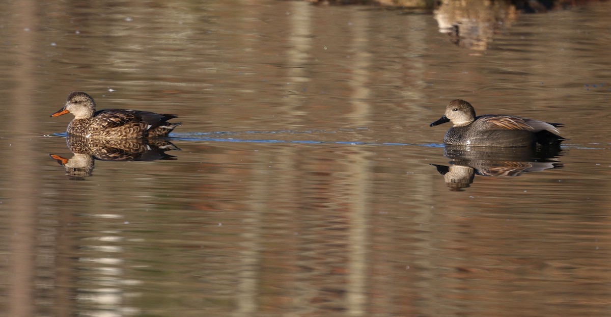 Canapiglia - ML650883399