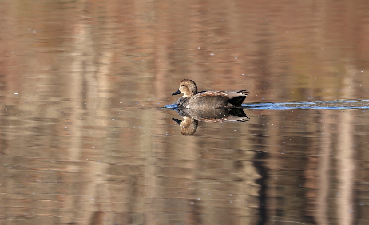 Canapiglia - ML650883400