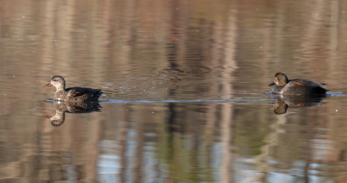 Canapiglia - ML650883401