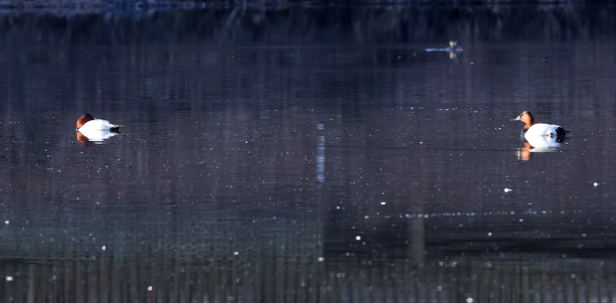 Canvasback - ML650883419