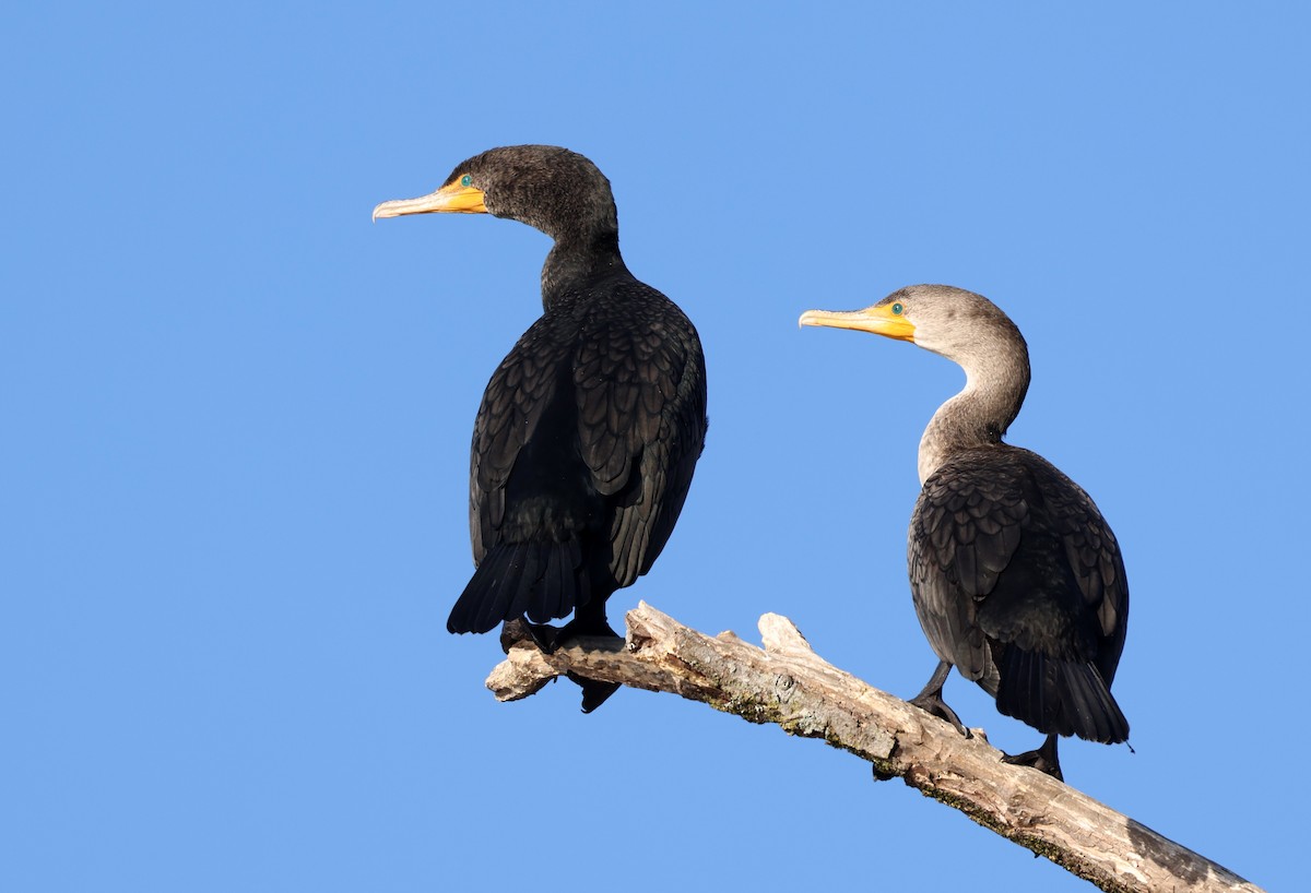 Double-crested Cormorant - ML650883426