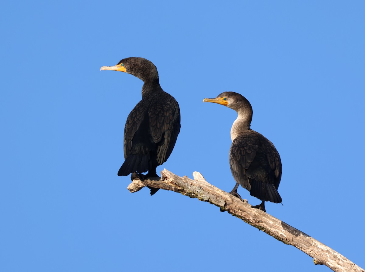 Double-crested Cormorant - ML650883427