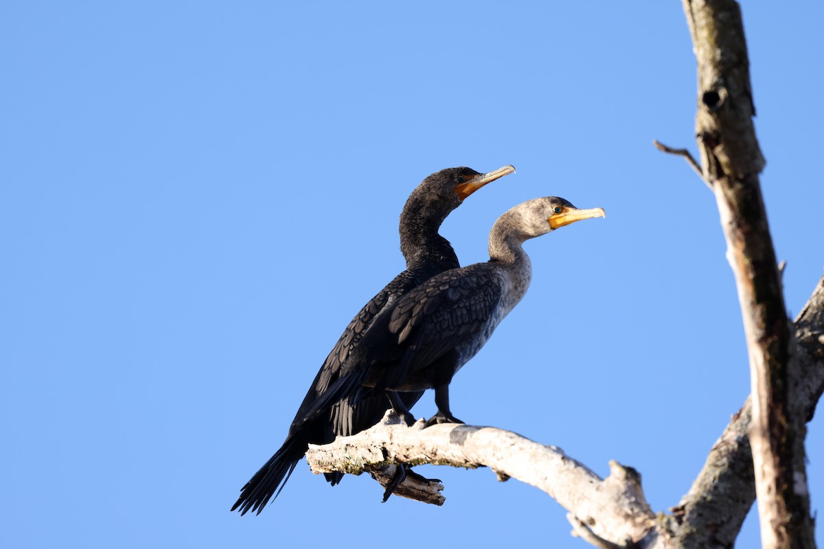 Double-crested Cormorant - ML650883428