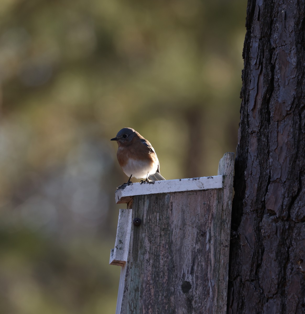 Eastern Bluebird - ML650883439