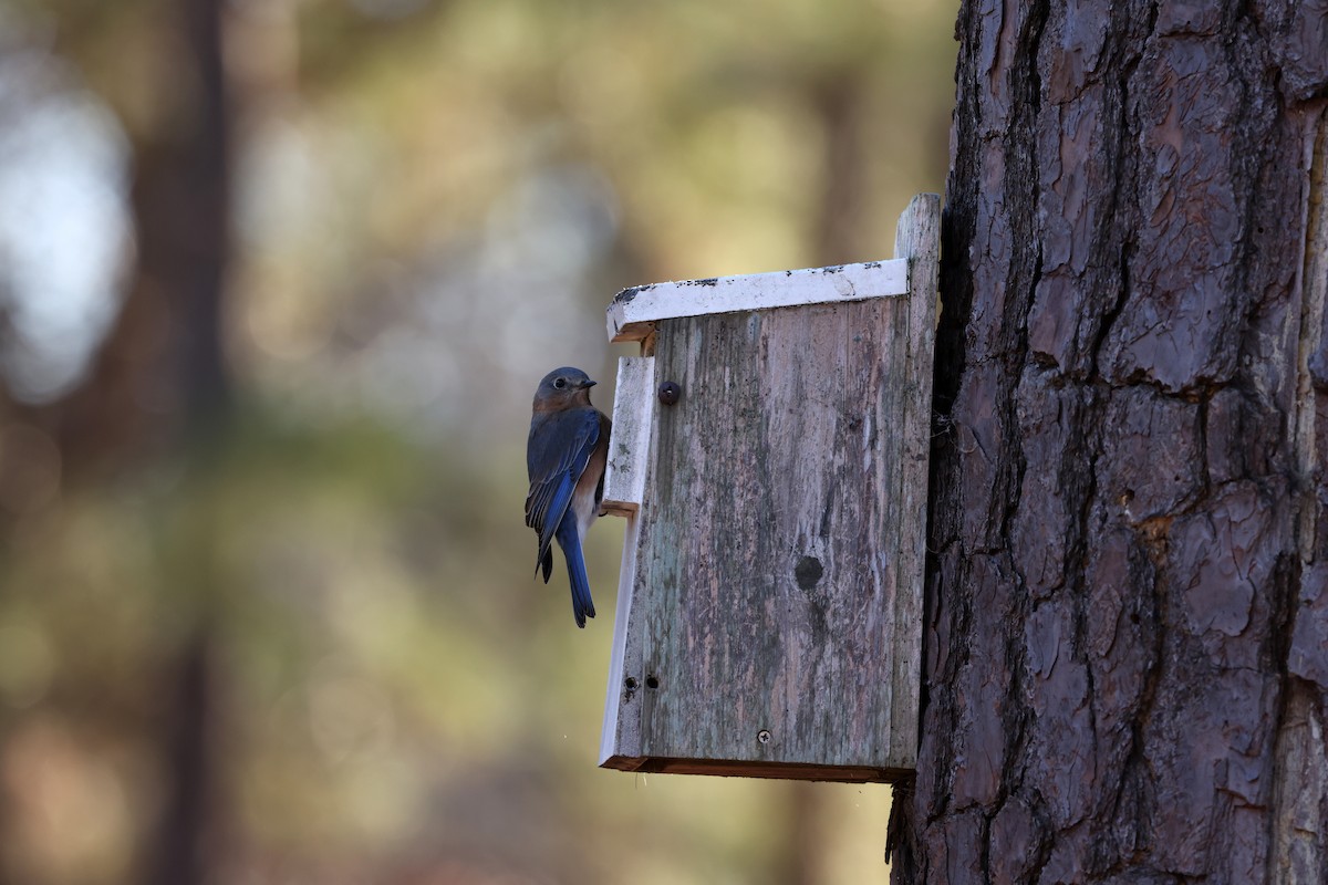Eastern Bluebird - ML650883440
