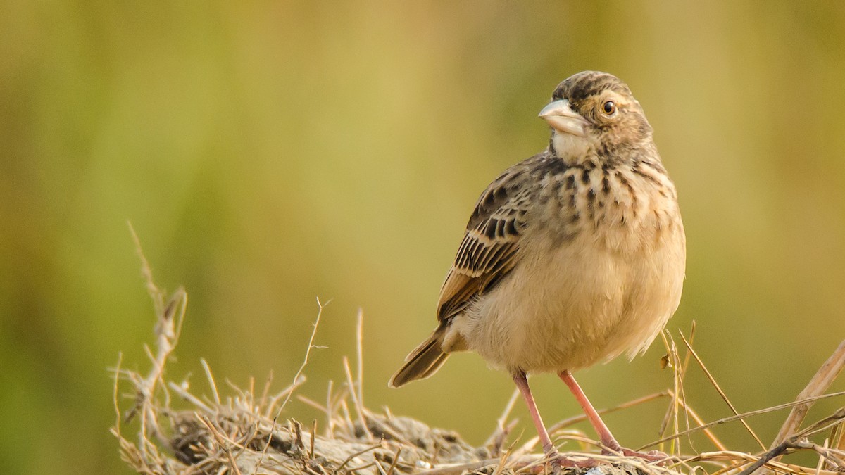 Bengal Bushlark - ML650883446