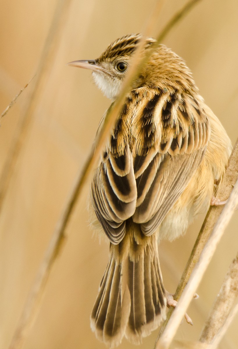 Ihi-txoria - ML650883466