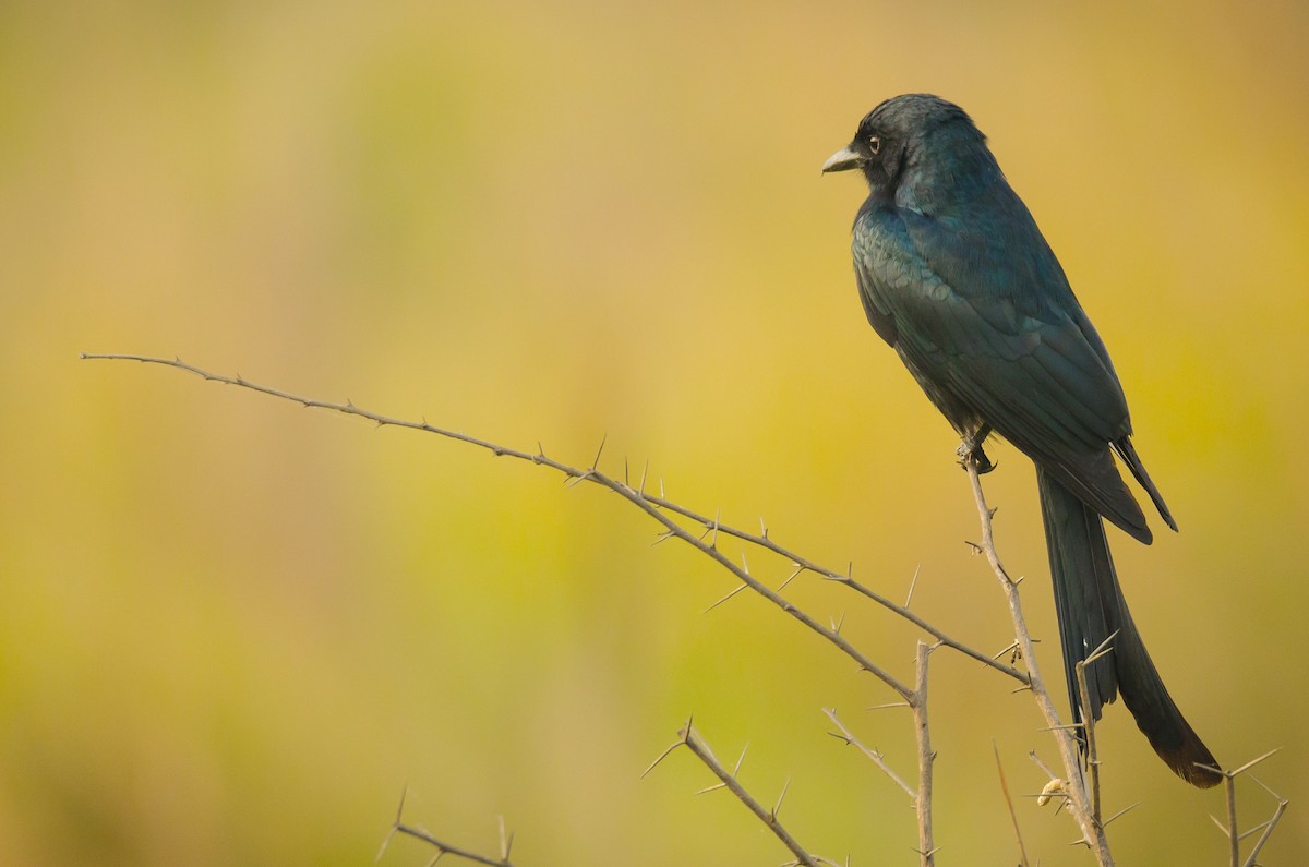 Black Drongo - ML650883480