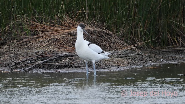 avosett - ML650883491