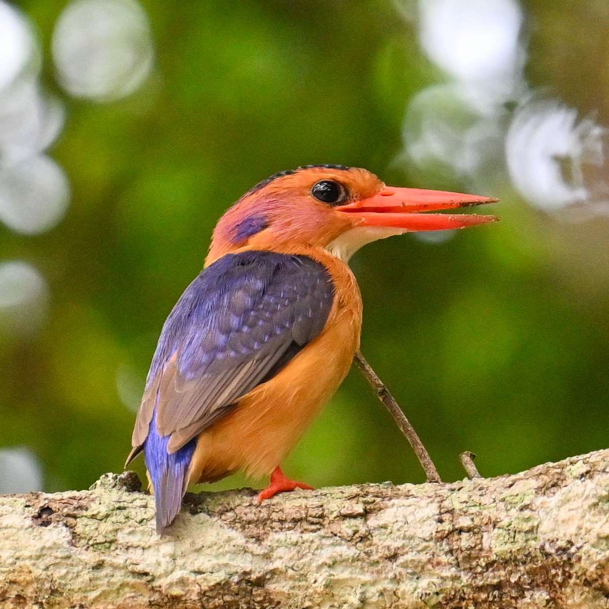 ヒメショウビン - ML650883498