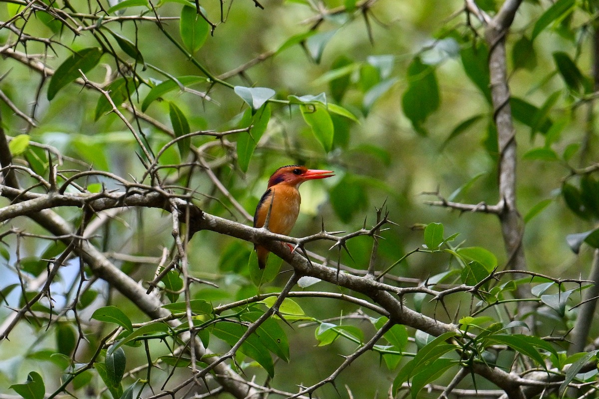 ヒメショウビン - ML650883499