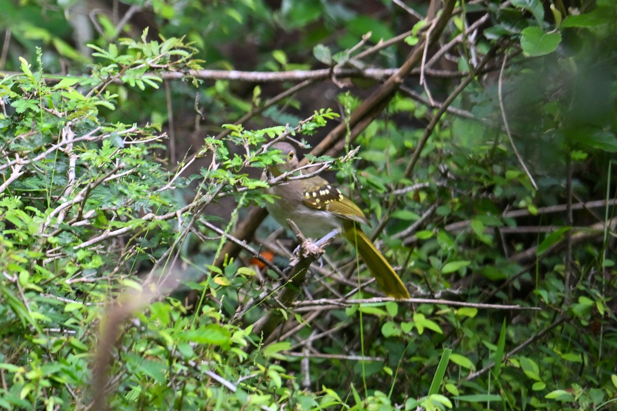 カオジロムシクイヒヨ - ML650883506