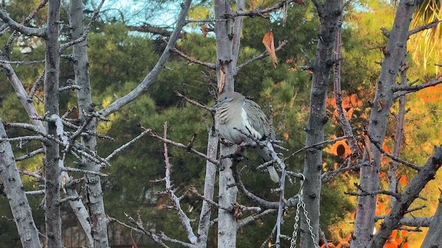 hvitvingedue - ML650883515