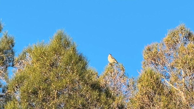 sangspottefugl - ML650883547