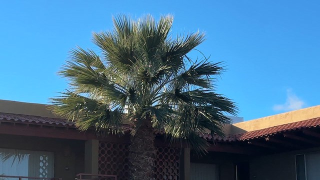 trostehauk - ML650883728