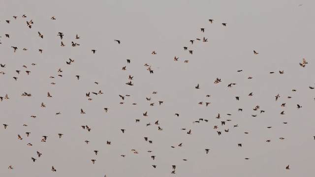 rosenstær - ML650883866