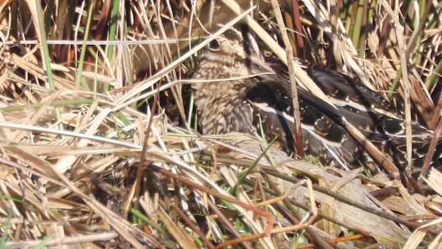 kanadabekkasin - ML650883907