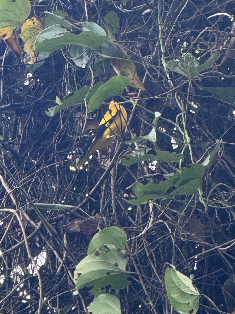 Черноголовая иволга - ML650884032