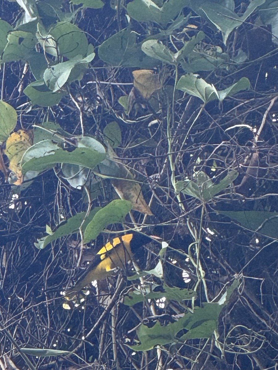 Черноголовая иволга - ML650884035