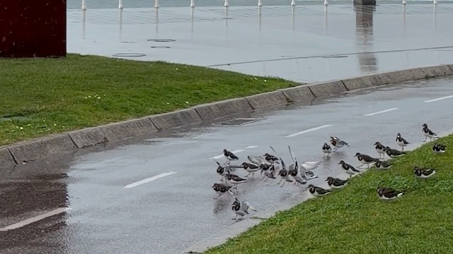 steinvender - ML650884055