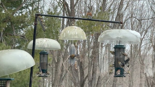 gulstillits - ML650884134