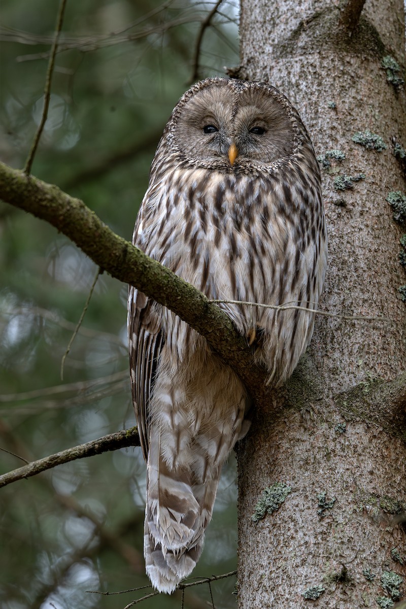 Allocco degli Urali - ML650884154