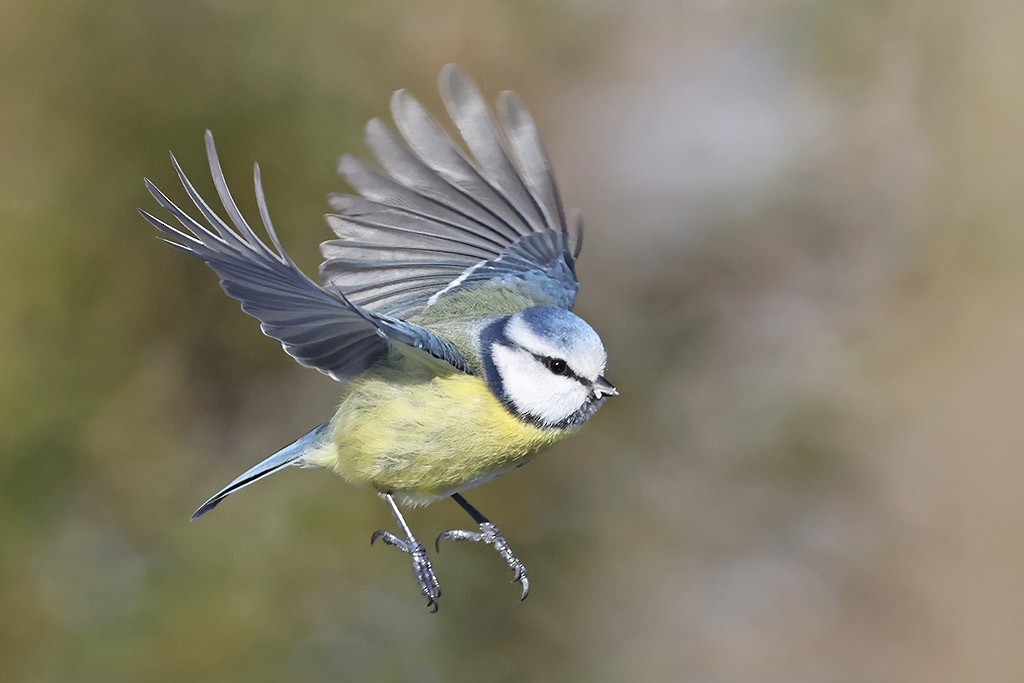 Eurasian Blue Tit - ML650884157