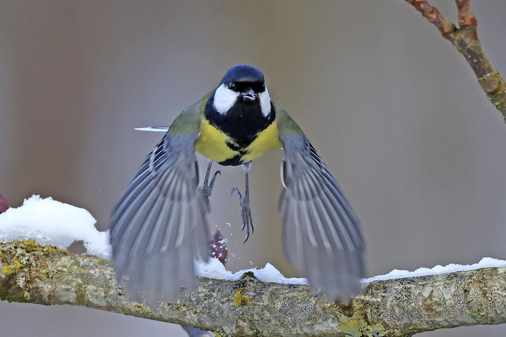 Great Tit - ML650884190