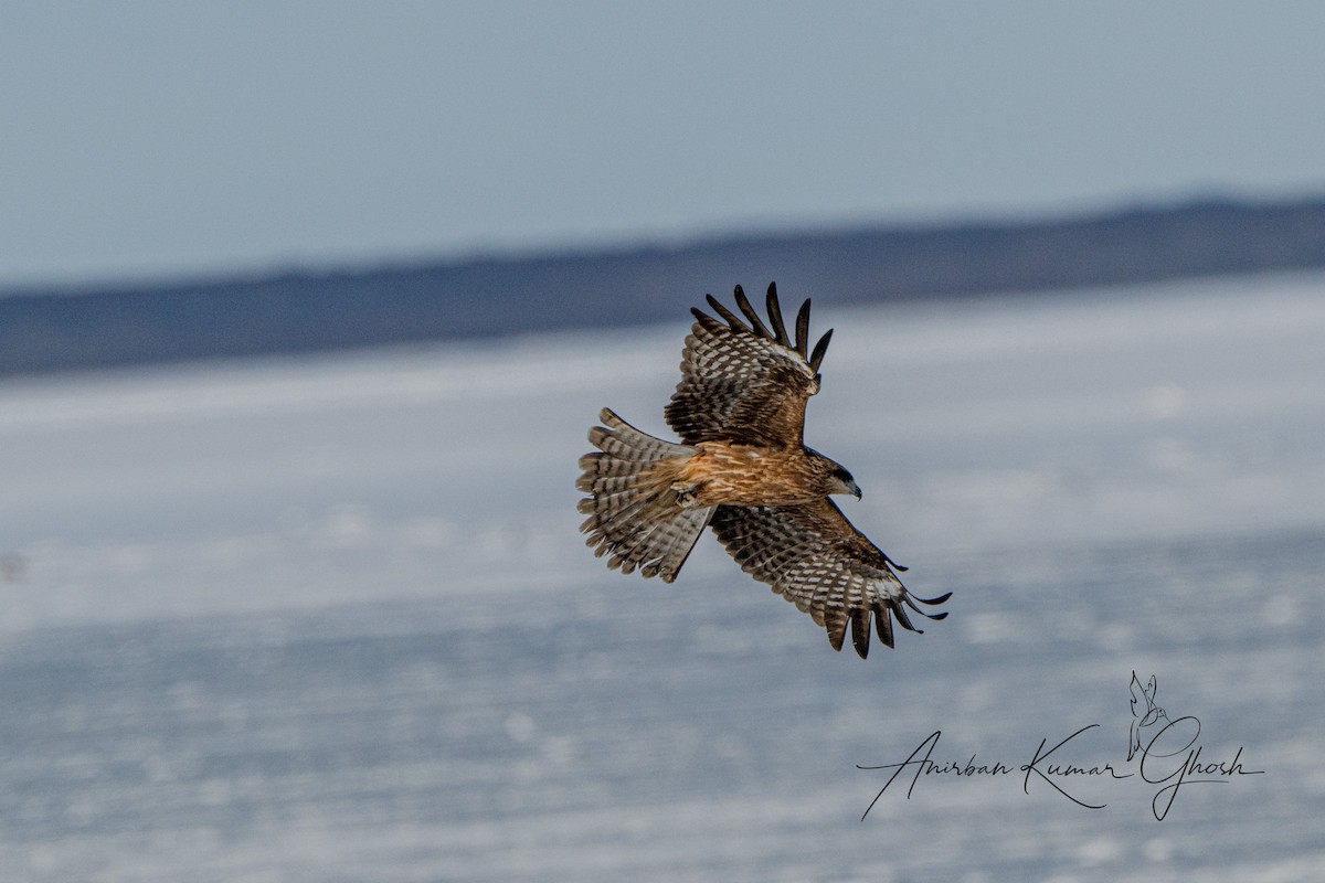 Black Kite (Black-eared) - ML650884192