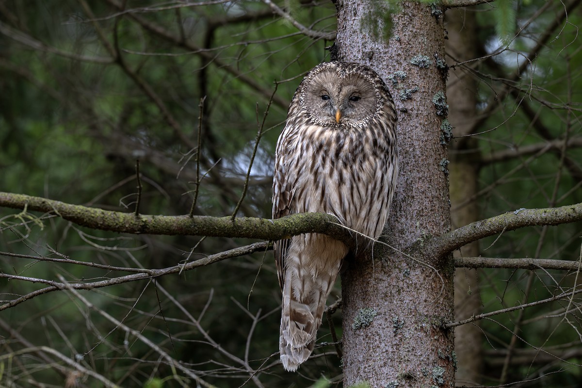 Allocco degli Urali - ML650884216