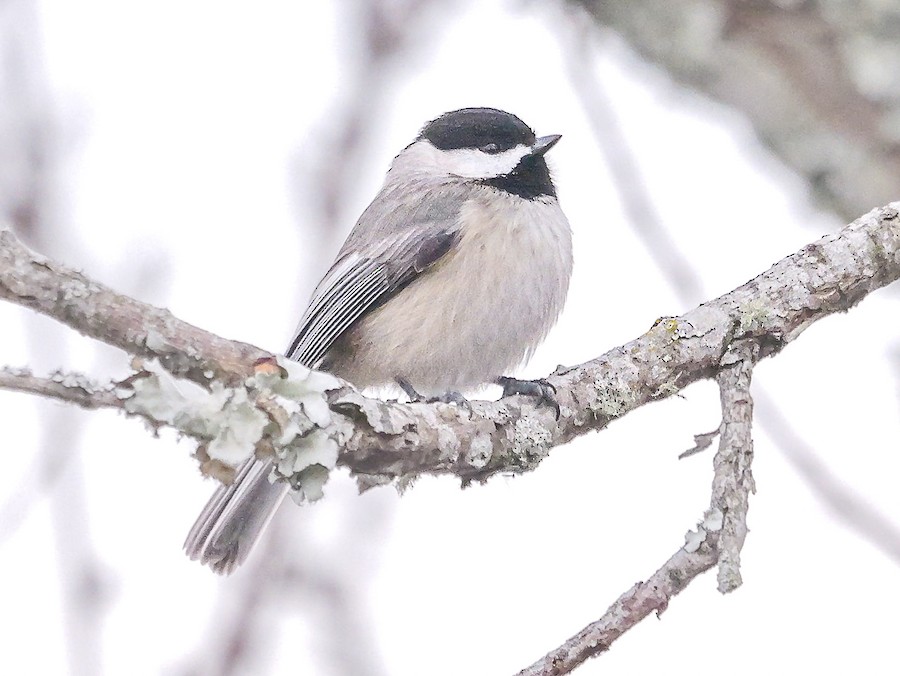 Carolina Chickadee - Roger Horn