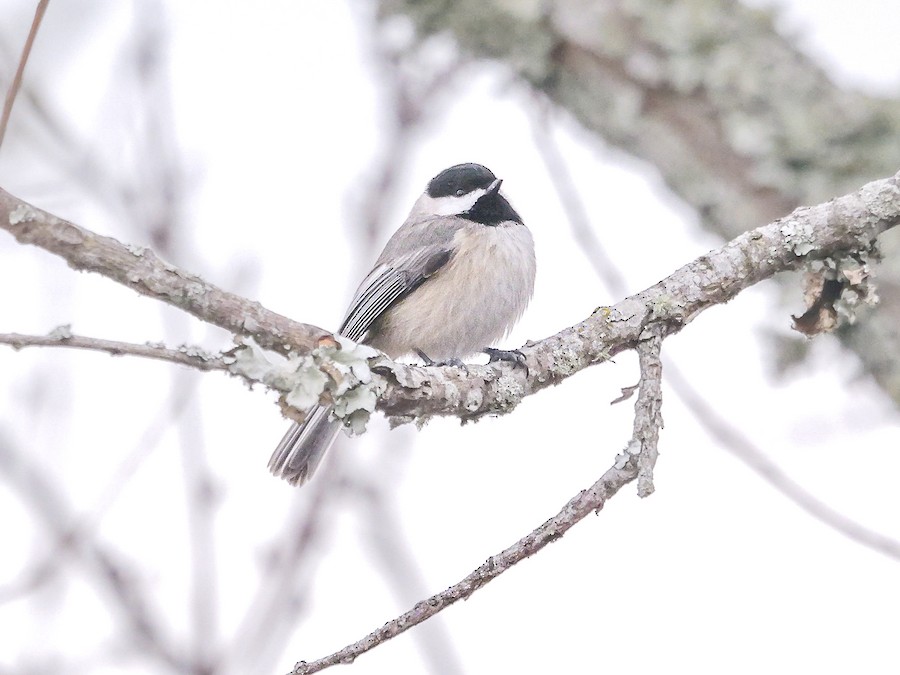 Carolina Chickadee - Roger Horn