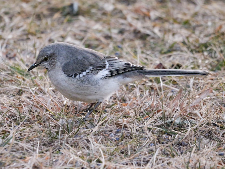 Northern Mockingbird - Roger Horn