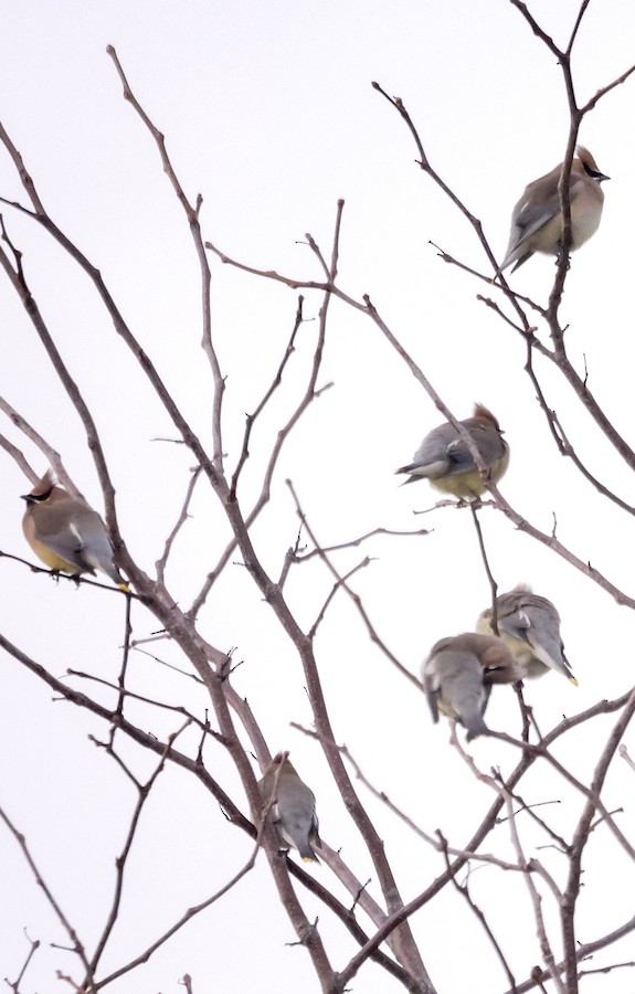 Cedar Waxwing - Roger Horn